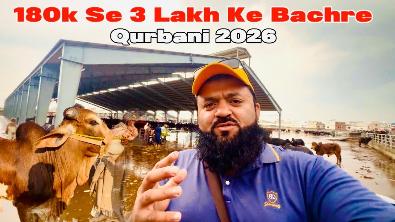 180k Se 3 Lakh Ke Bachre Qurbani 2026 | Tirana Barish |  Sahiwal Cholistani Bachre | Lahore Cow