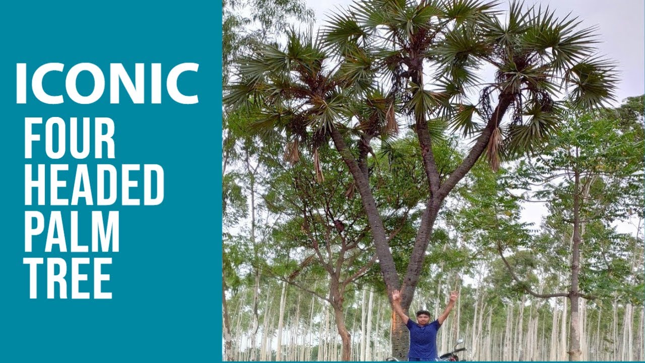 Four Headed Tal Palm Tree in Jungle | Bankura; West Bengal | Part-02