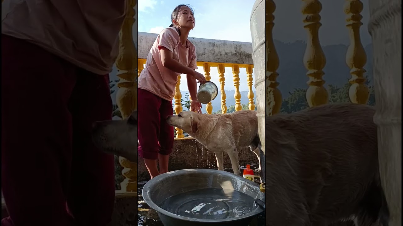 buster bathing time😍🥰maine aaj nehelaya buster ko#dogvideo#labrador