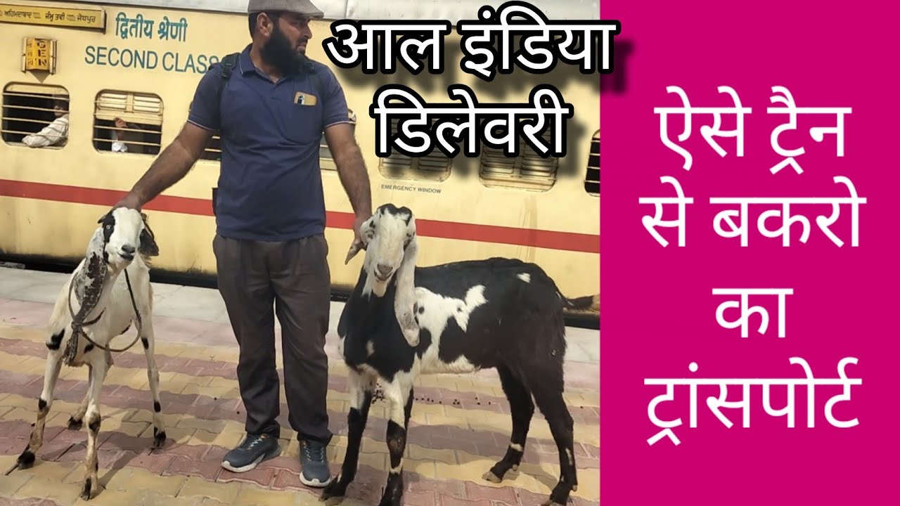 Goat Transportion Train|भारतीय रेलवे द्वारा कैसे लोडिंग करें बकरी लोड | #goatfarming #goat