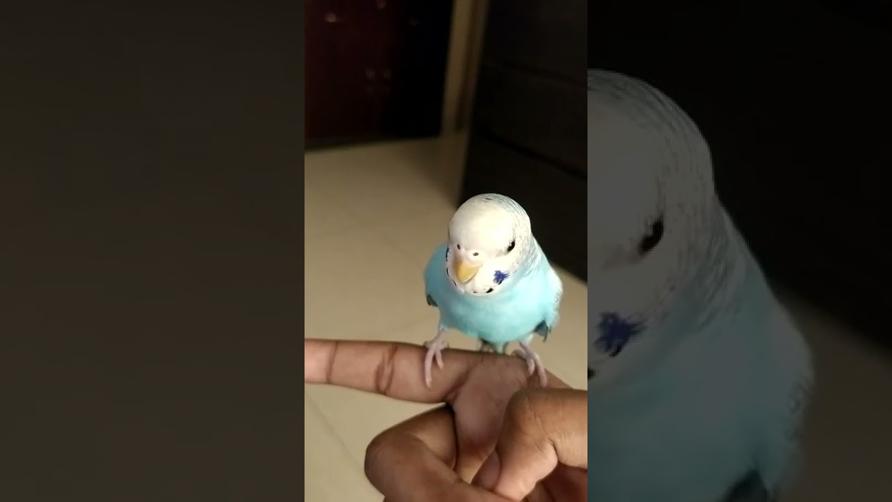 Subscribe if your bird replies 🐦😉
