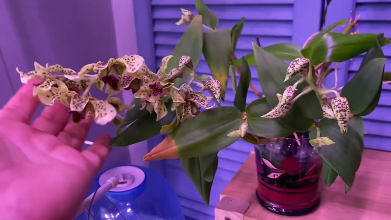 Quick Hello and Orchid update