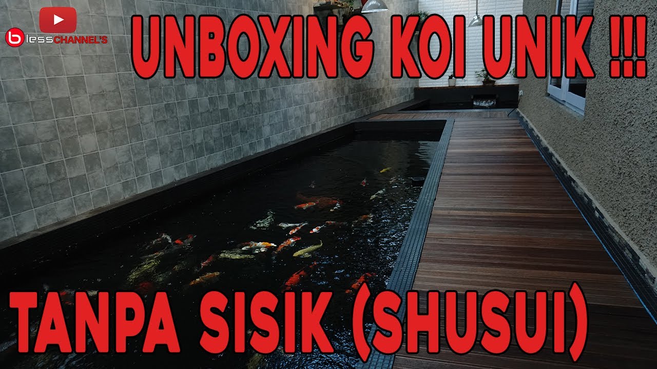 Unboxing Koi Unik Tanpa Sisik ( Shusui)