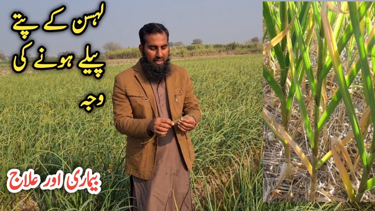 Garlic leaves turning yellow |Lahsan pe bimari ka hamla aur oska hal |Disease control on garlic crop