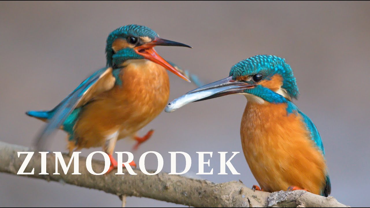 ZIMORODEK | Kingfisher