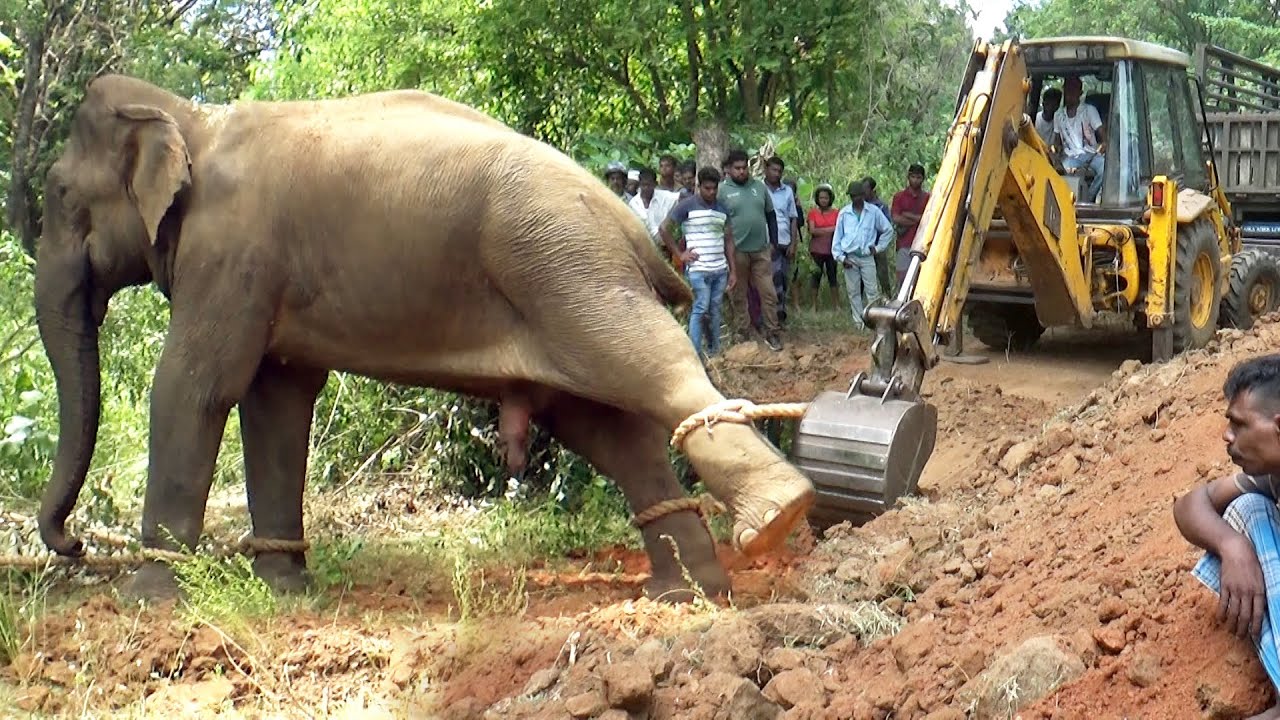 Wildlife officials captured this wild elephant released it to Horowpathana Elephant Holding Ground.