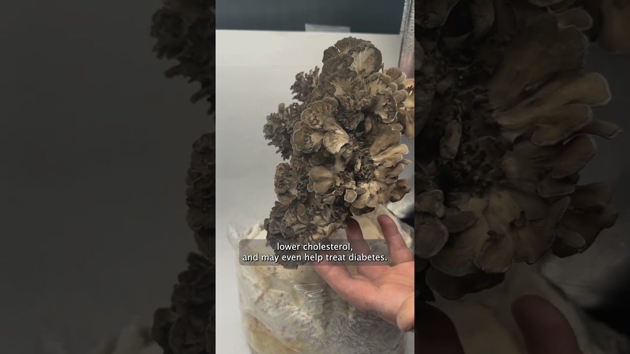 Myterra Labs - 5 benefits of Maitake mushrooms 🍄