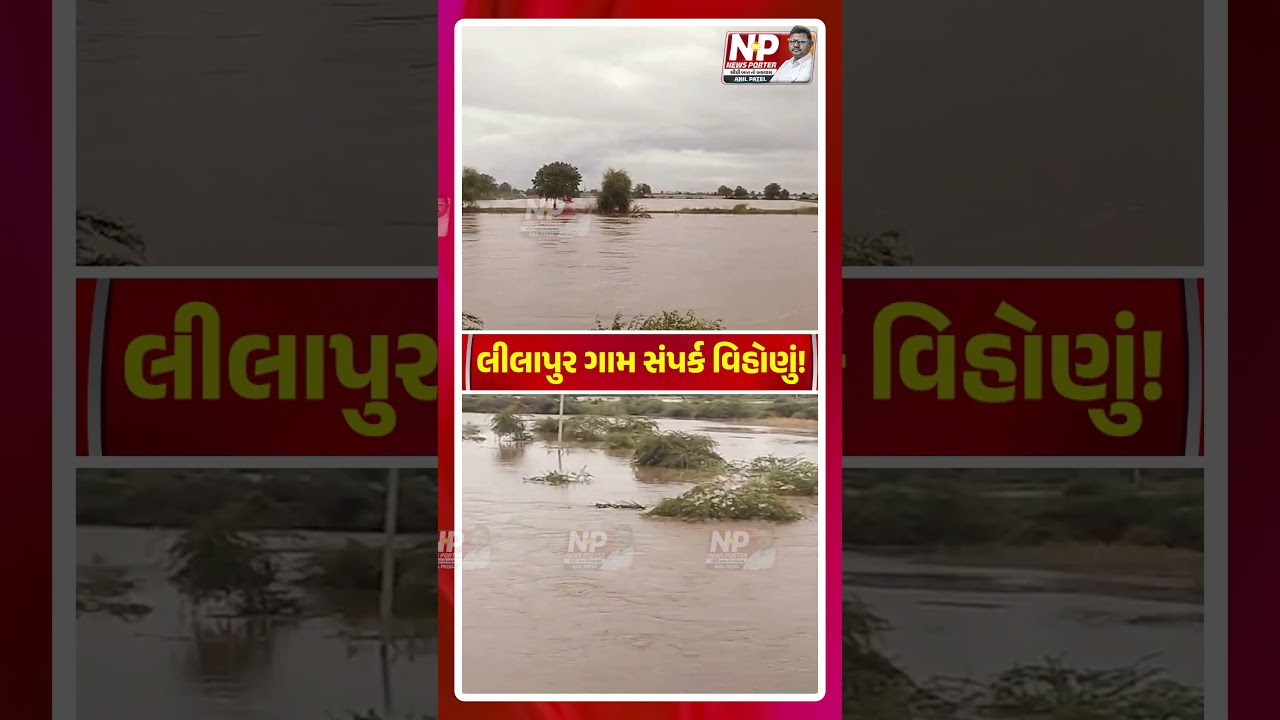 લીલાપુર ગામ સંપર્ક વિહોણું! KHEDUT | FARMERS | SHORTS | SURENDRANAGAR | GUJARAT RAIN | NEWS PORTER