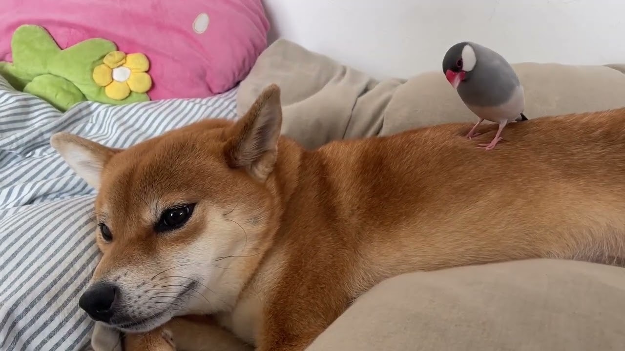 【文鳥無双】柴犬と主従関係を築いてそうな・・・