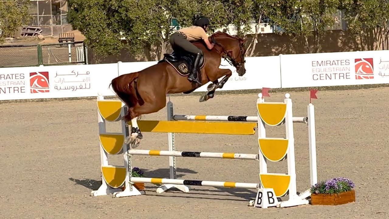Diva DXB (Ogano Sitte x Calvaro Z) Happy in the morning training & ready for the CSI4* Sharjah! 🕊️💎🪽