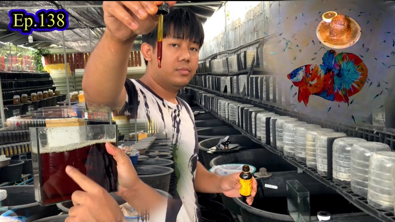 Ep.138 วิธีเปลี่ยนน้ำลูกปลากัดและสาระความรู้ (มือใหม่ควรรู้)