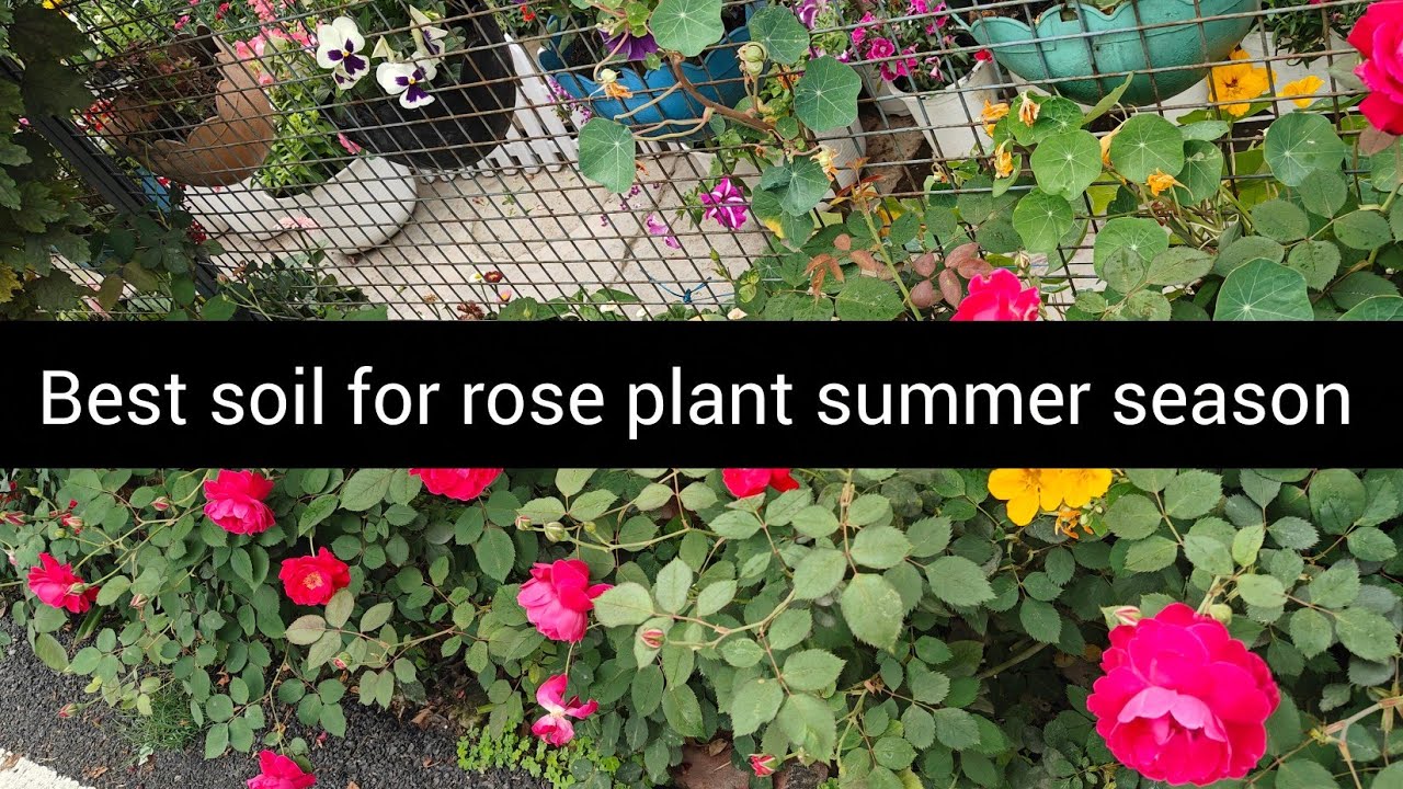 Best soil mixture for Rose flower plant/  Howto reporting Rose flower plant during summer?