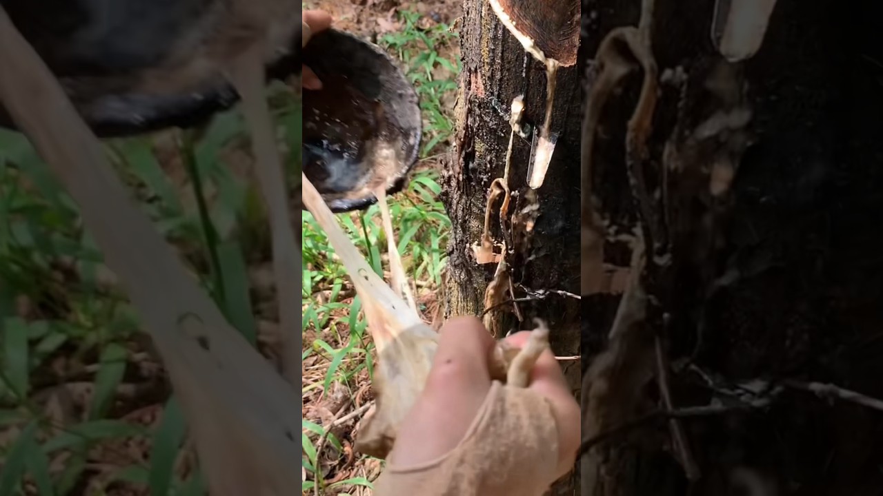 Giant Bamboo Harvest: Traditional Rural Life Techniques for Sustainable Living