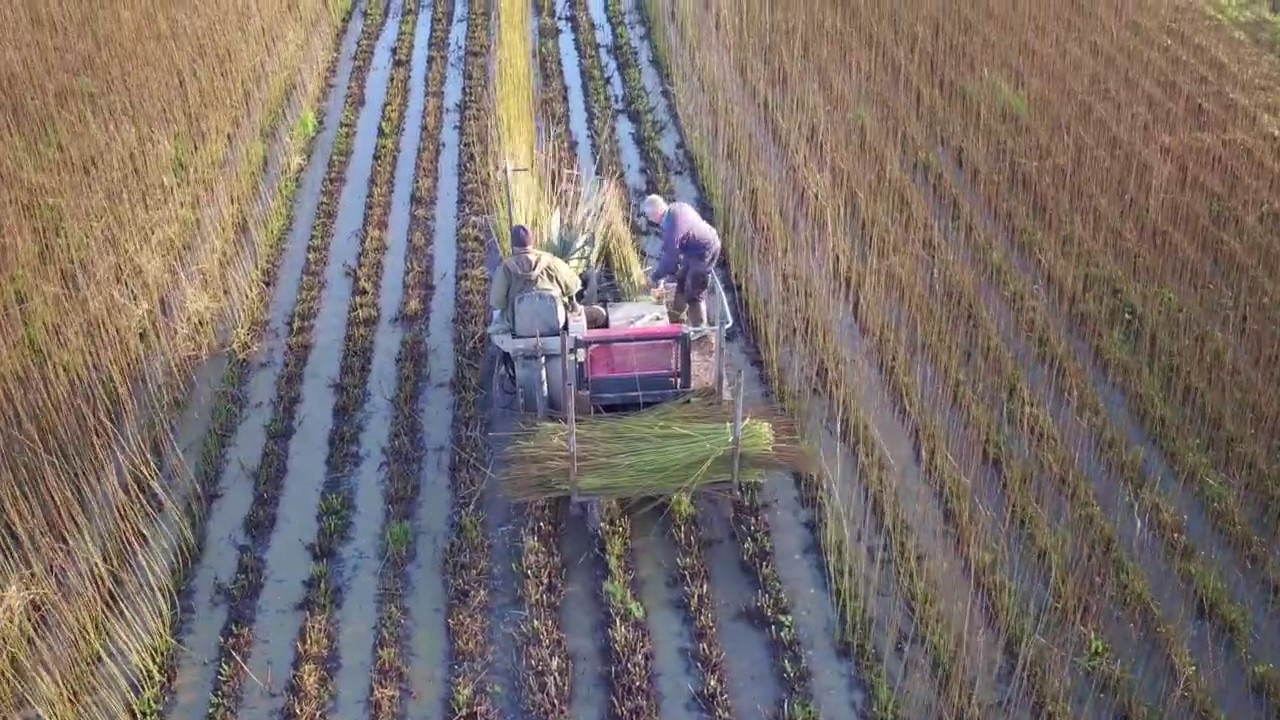 Aerial View of Willow Harvesting