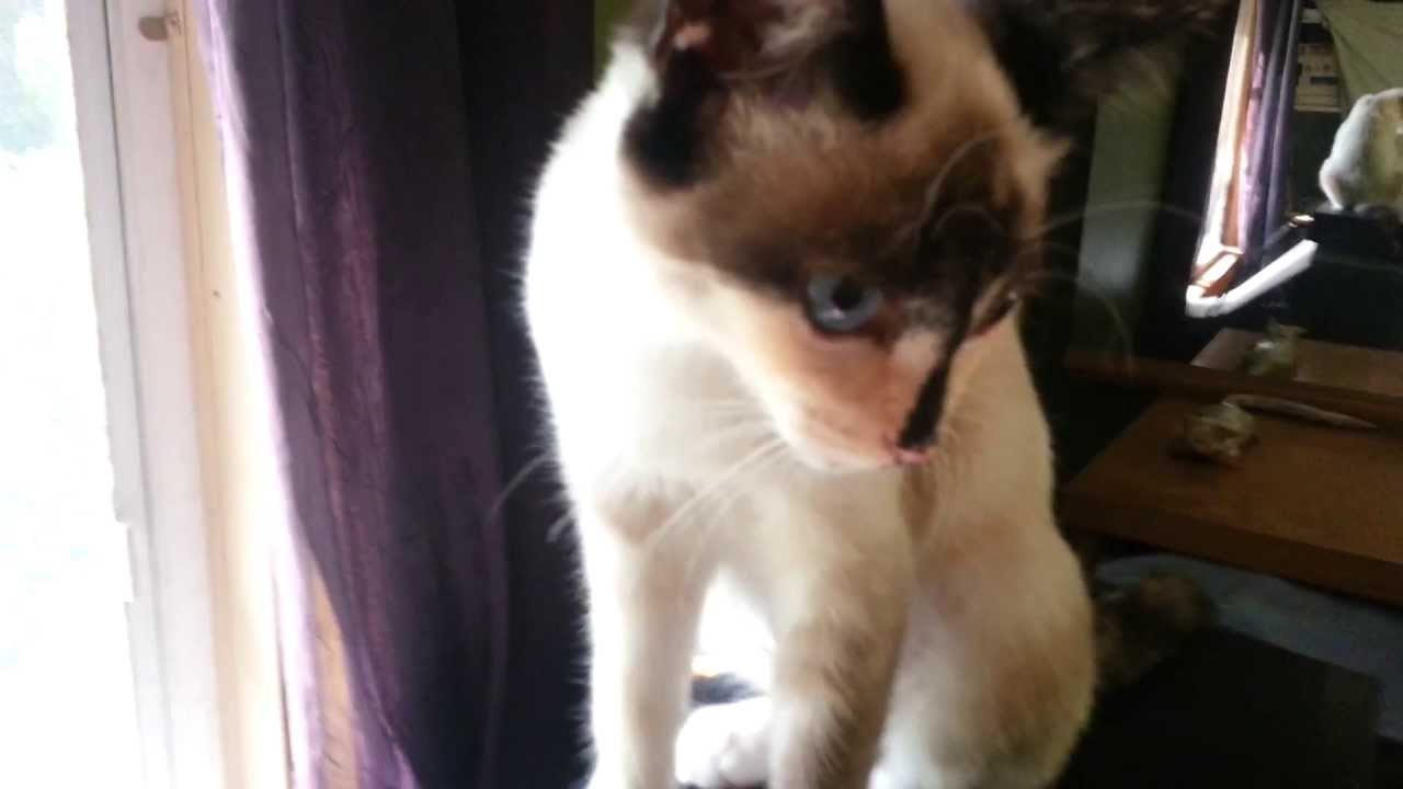 Introducing Hazelnut the tortie point Siamese