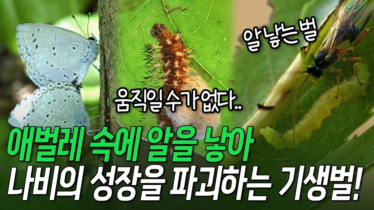 애벌레 몸에 산란관을 꽂아 알을 낳는 검정맵시벌! 나비를 숙주로 삼는다 [환경스페셜-곤충의 사생활, 투쟁] / KBS 20000628 방송