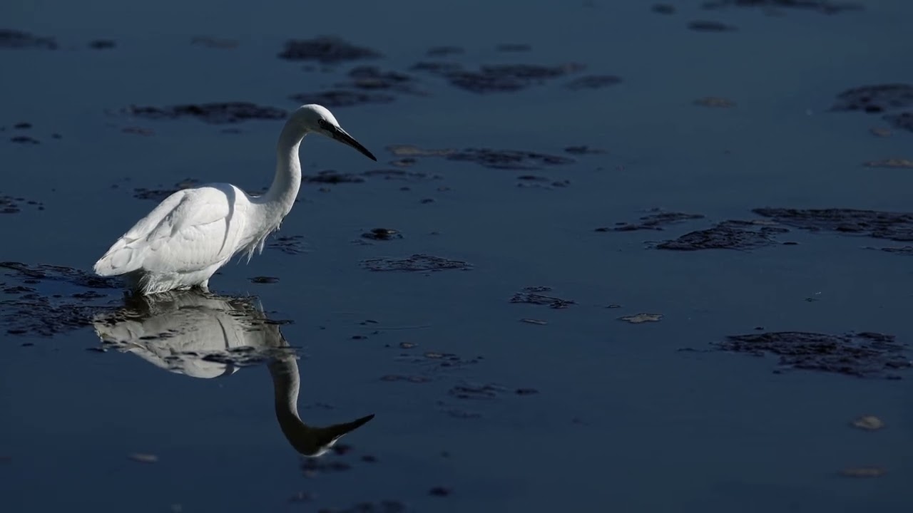 Aigrette Garzette en chasse
