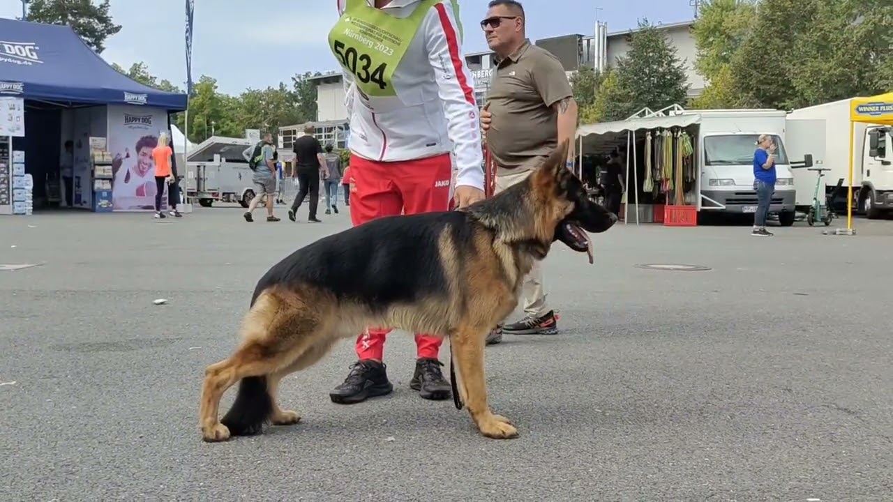 Walkthroughs At German Shepherd Dog Show Nuremberg 2023. #germanshepherd #germany #dog