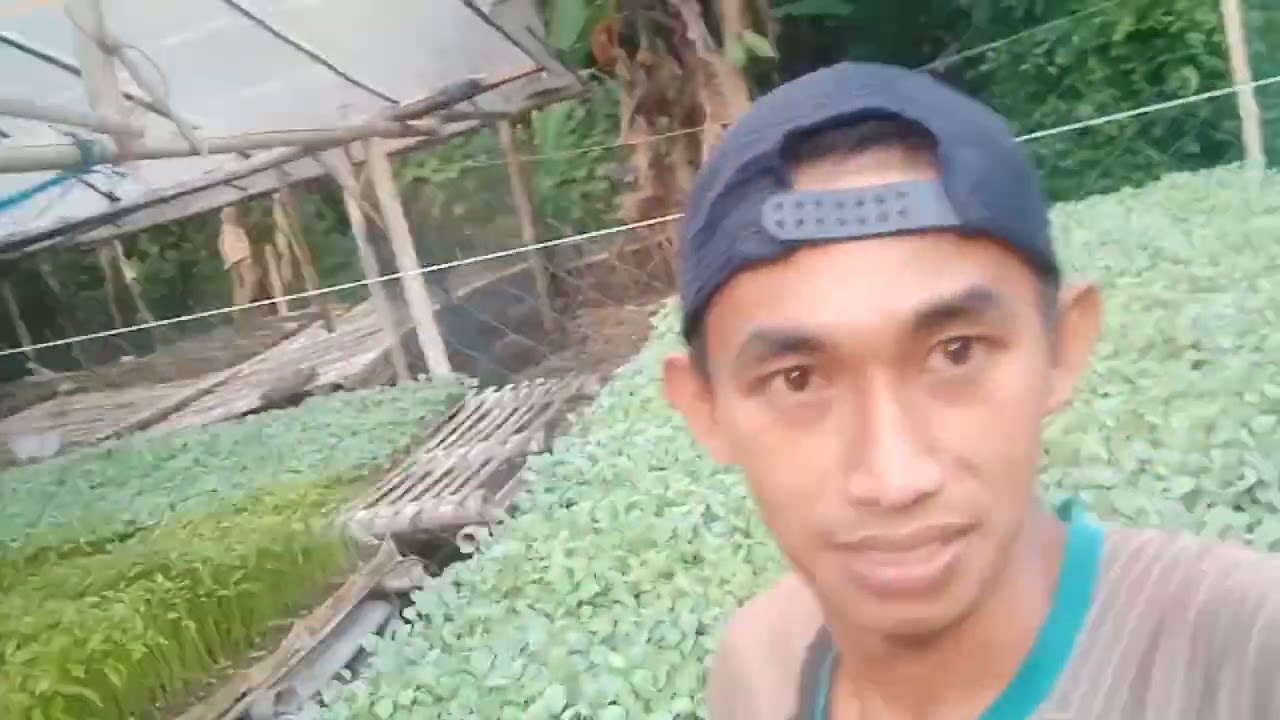 Usaha bibit hortikultura milik mas hadi, @bang ali deso menanam