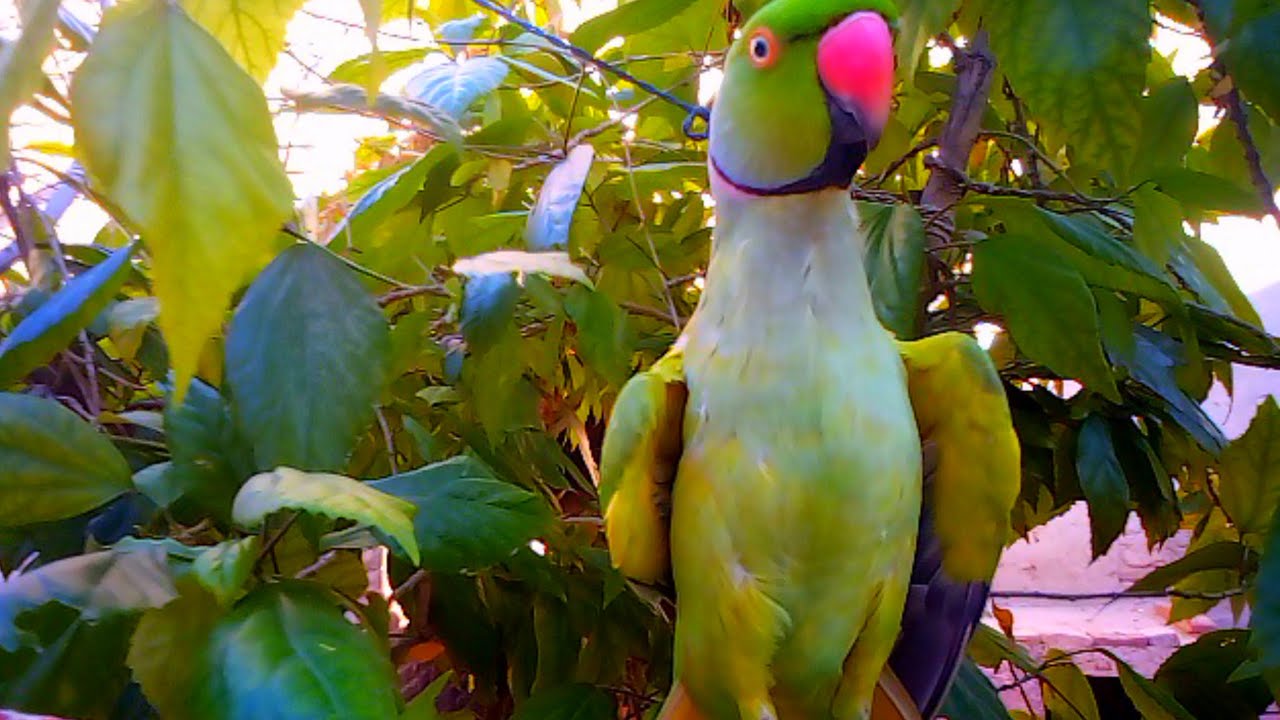 So Smart and Beautiful parrot talking