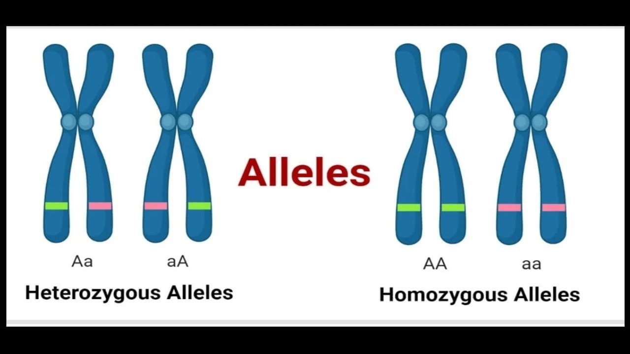 Introduction to  Genetics