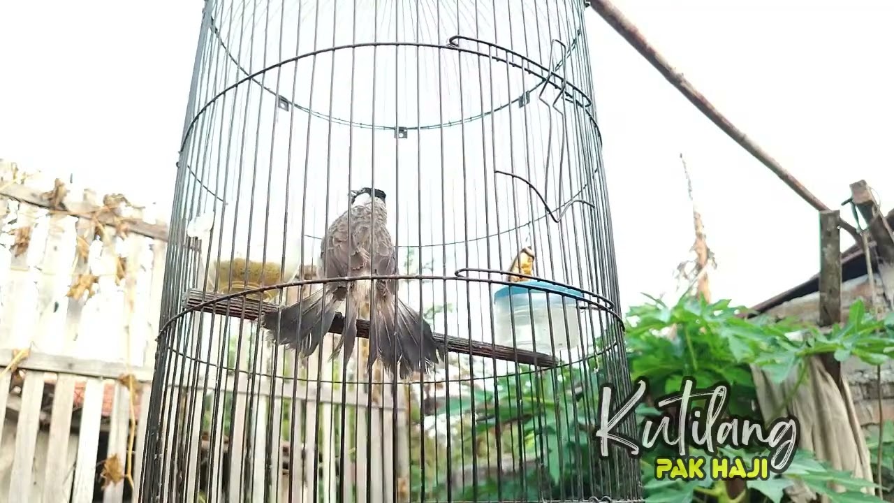 Gacor! Mancing Lawan suara kutilang ASLI | suara kutilang gacor ampuh buat pancingan kutilang PIKAT