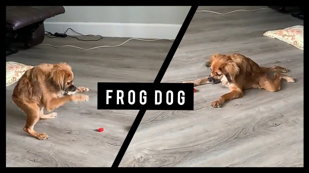 Dog look alike a frog (spine syndrome ) Frog Dog