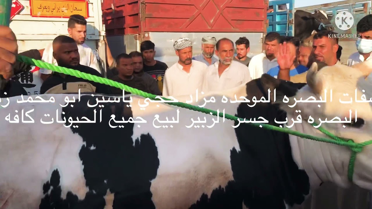 صفات البصره الموحده مزاد حجي ياسين ابو محمد زبون لبيع كافه الحيوانات كافه اخوكم سجاد الفضلي