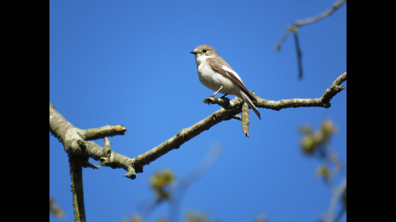 Natuurgebied De Maashorst   Vogels