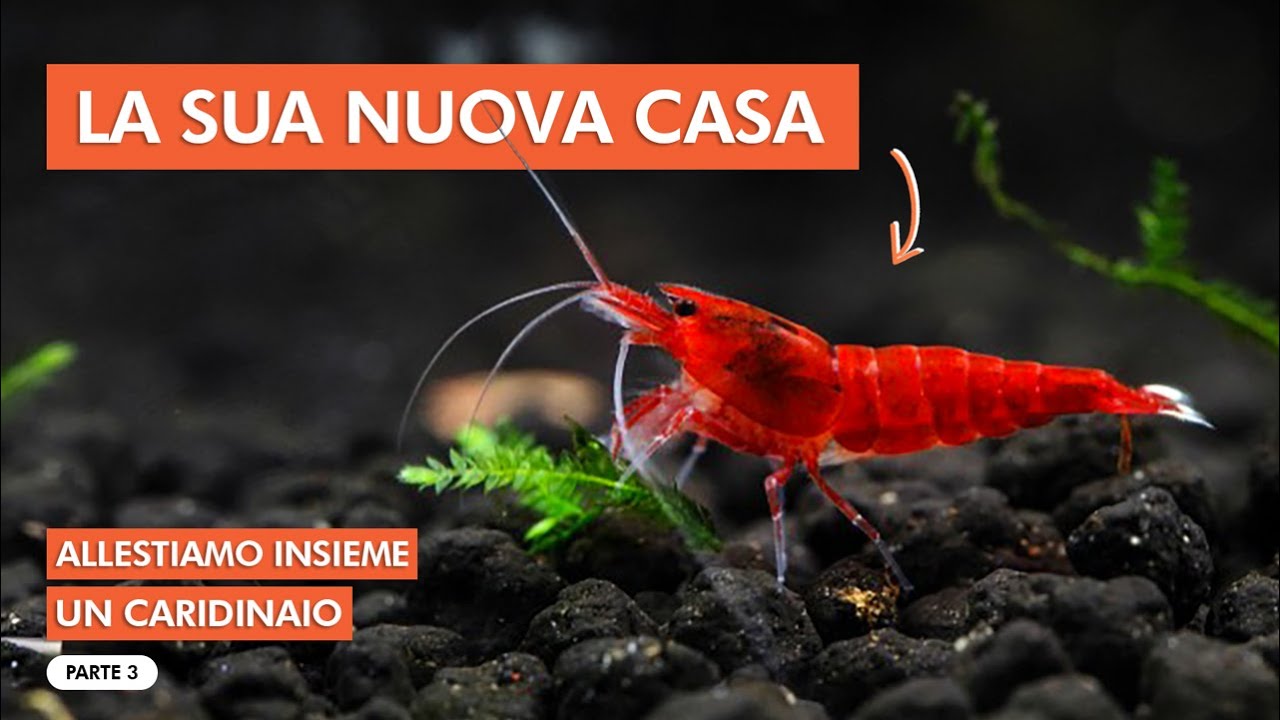 ALLESTIAMO INSIEME UN CARIDINAIO | PIANTUMAZIONE pt. 3 🦐🌱