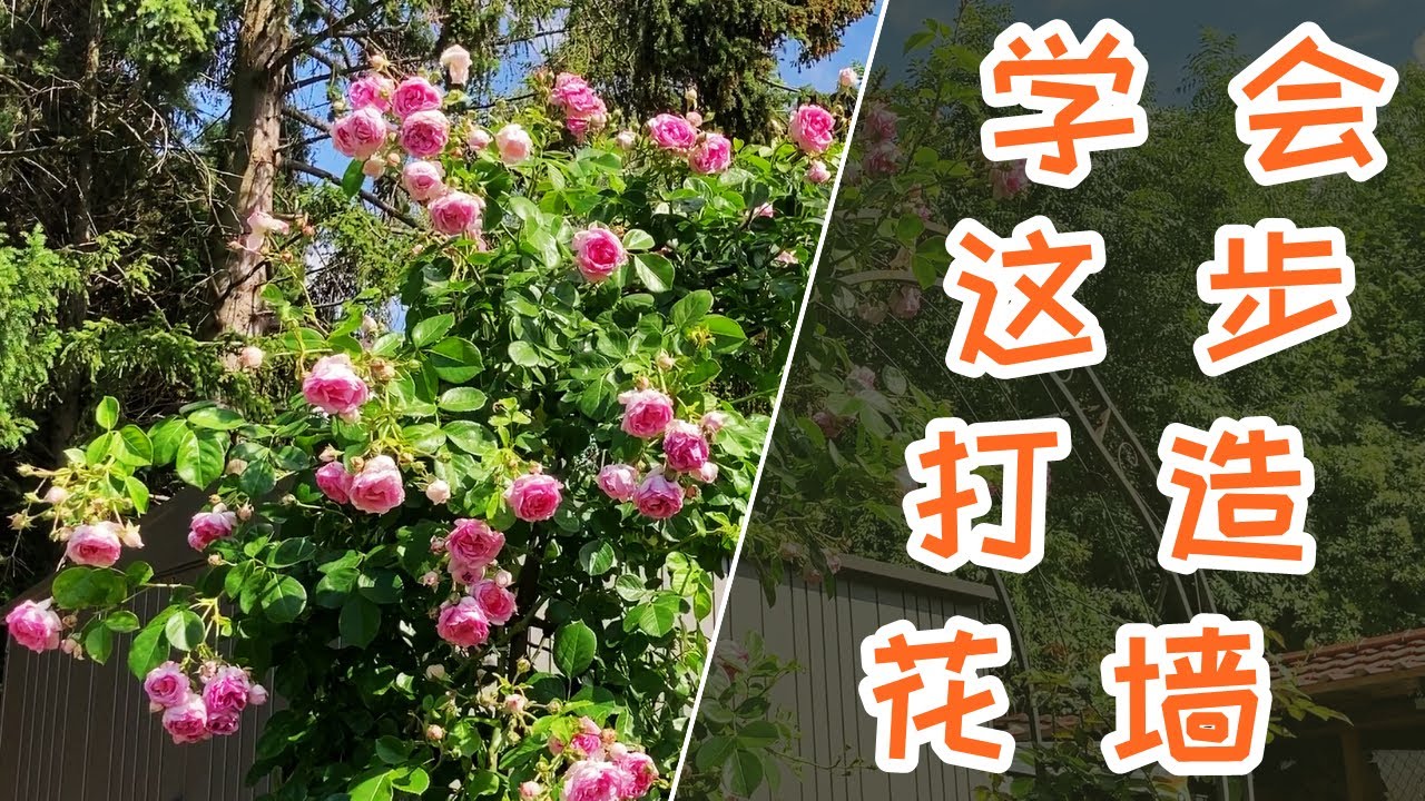 打造月季花墙玫瑰拱门必须学会这一招 | 藤本月季【龙沙宝石】小苗扶壮 |【从牙签苗到花墙】| Eden Rose 85 Grundtriebe bei Kletterrose erziehen