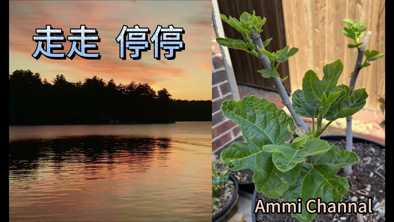 走走停停: 无花果的启示