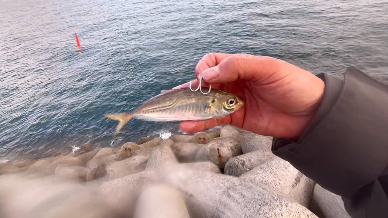 やっぱり小アジの泳がせ釣りは最強でした。