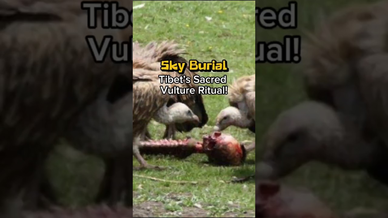 Unveiling Tibet&rsquo;s Sky Burial: A Sacred Tradition with Vultures