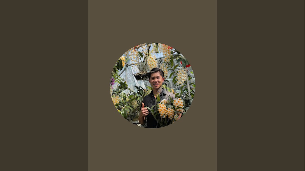 Hoa lan kiều Tết