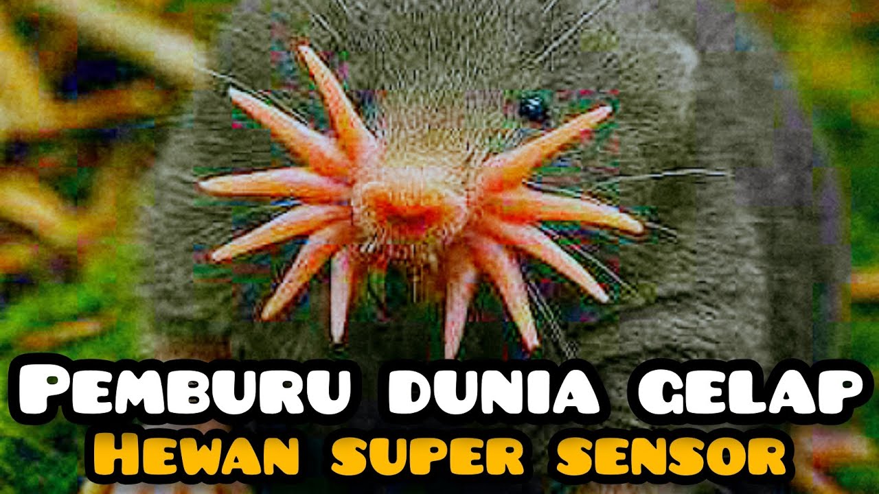 Makhluk Dengan Sensor Tercepat Di Dunia—Fakta Mengerikan Star Nosed Mole