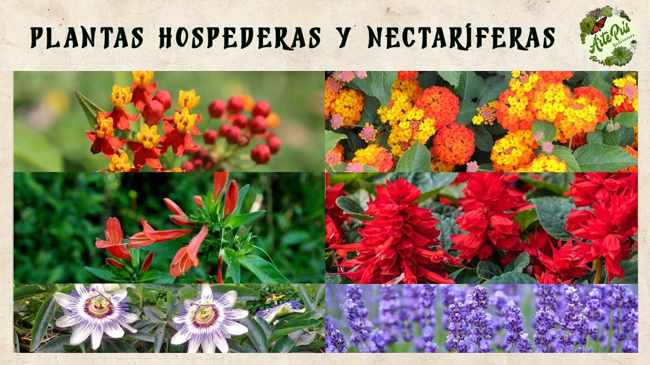 Diferencias entre PLANTAS HOSPEDERAS y NECTARÍFERAS para MARIPOSAS