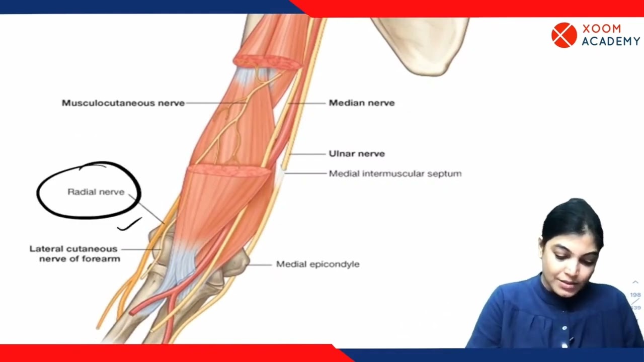 Radial Nerve - Human Anatomy Lecture - Xoom Academy