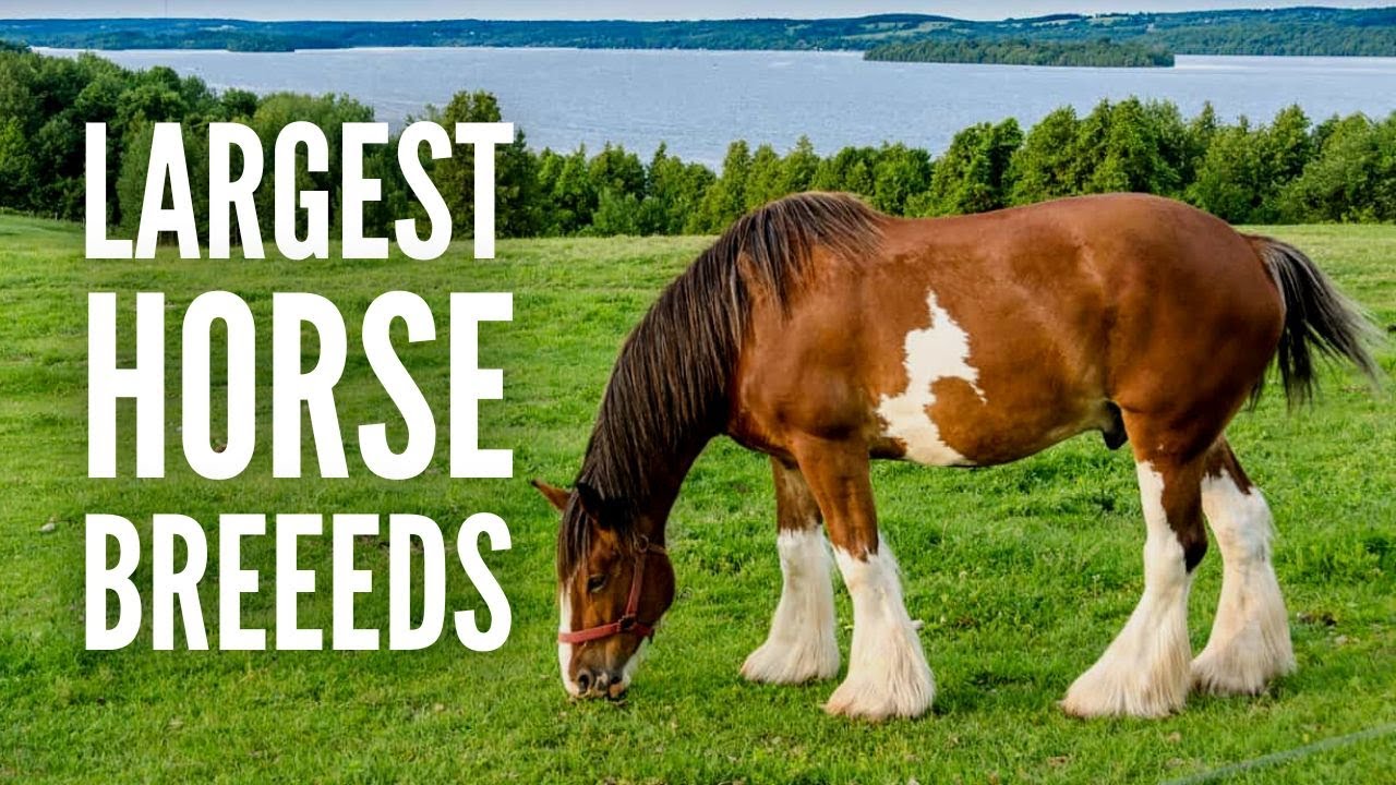 The 15 Largest Horse Breeds in the World