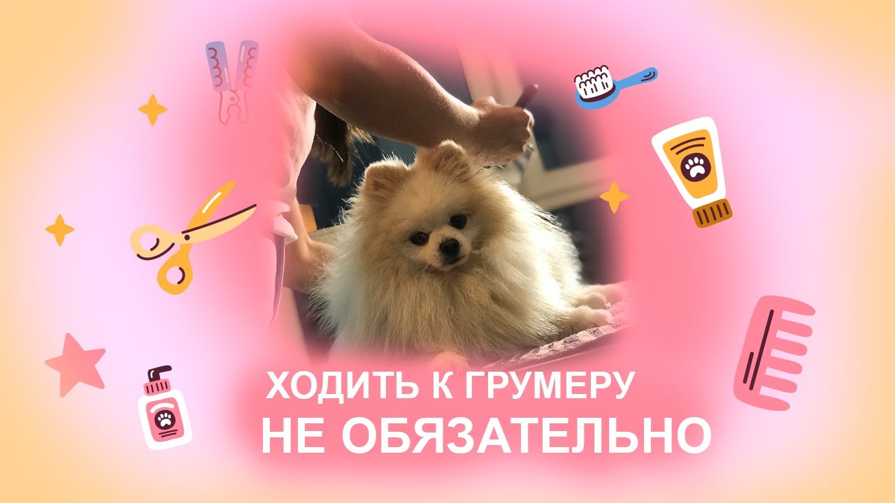 Домашний груминг шпица. Ты можешь также. Стрижка и вычесывание