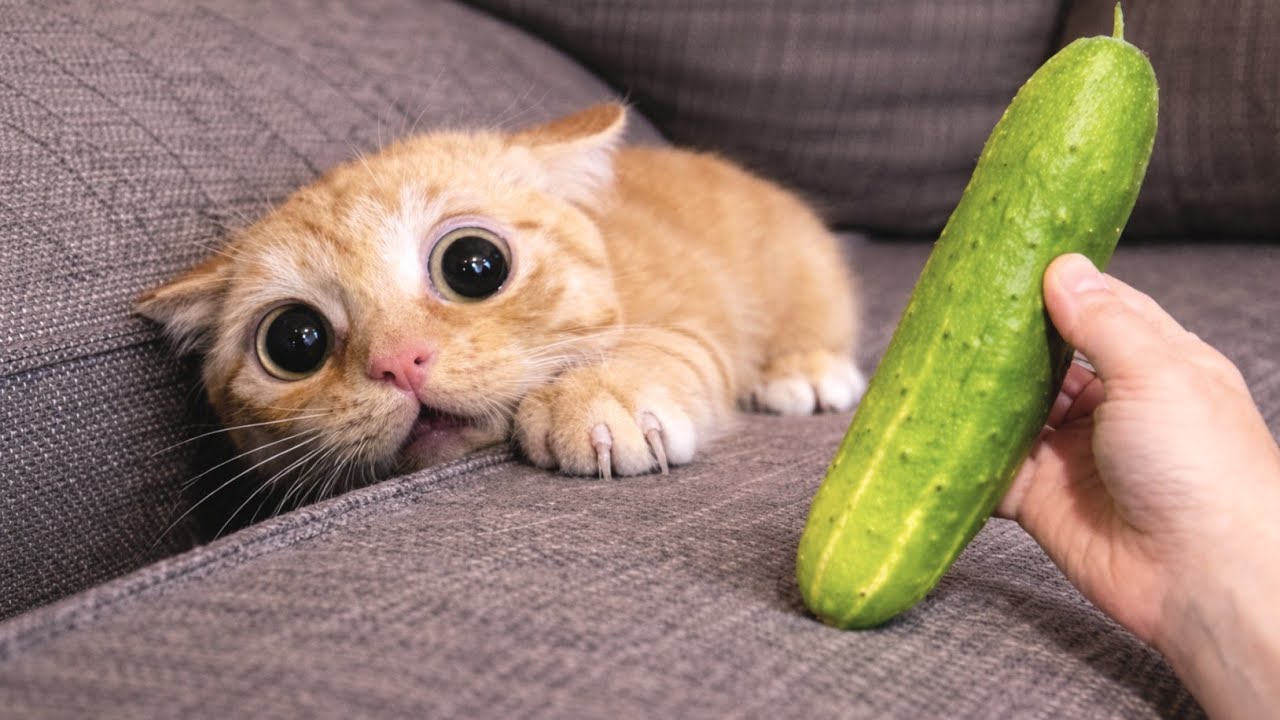 Cat vs Cucumber 😂| This Reaction Is Hilarious!