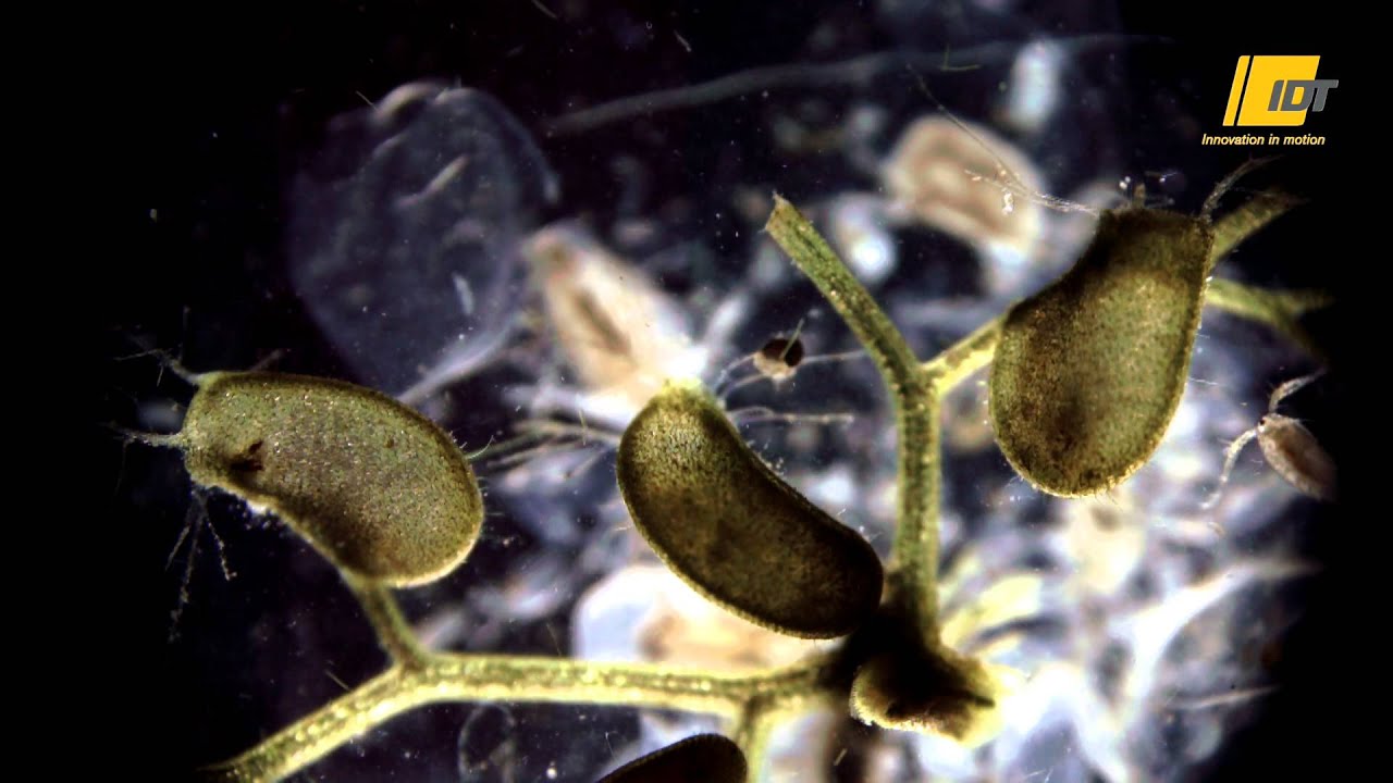 Bladderwort catching flea in slow motion