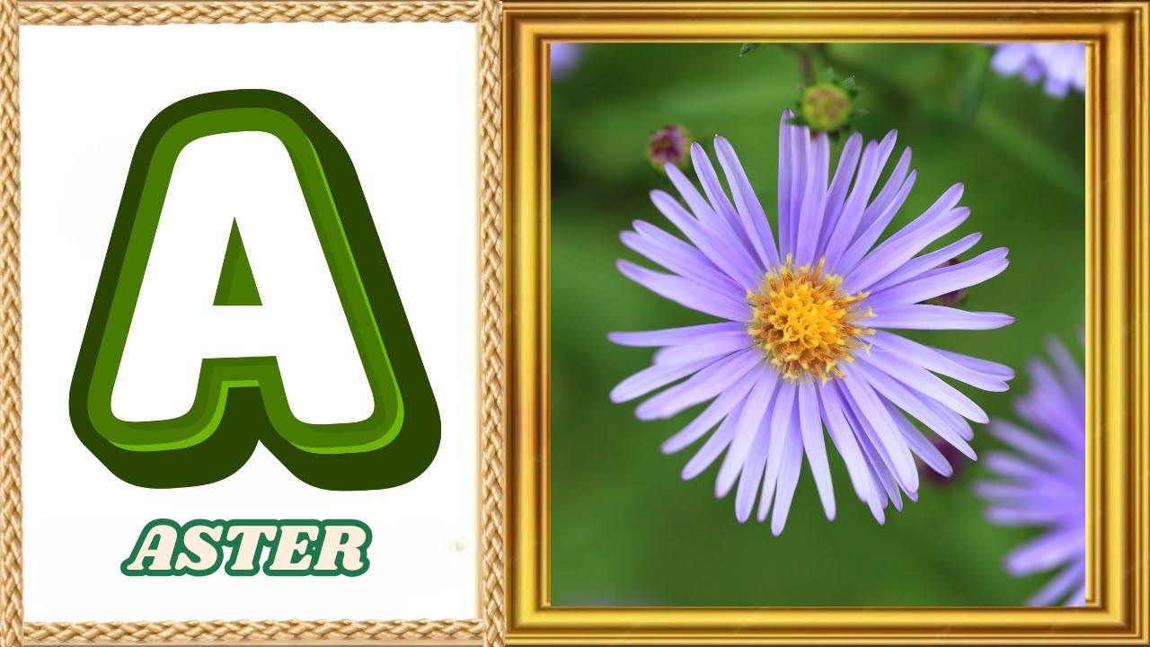 ABC Flowers Song | Learn Flower Names from A to Z | Fun Educational Song for Kids