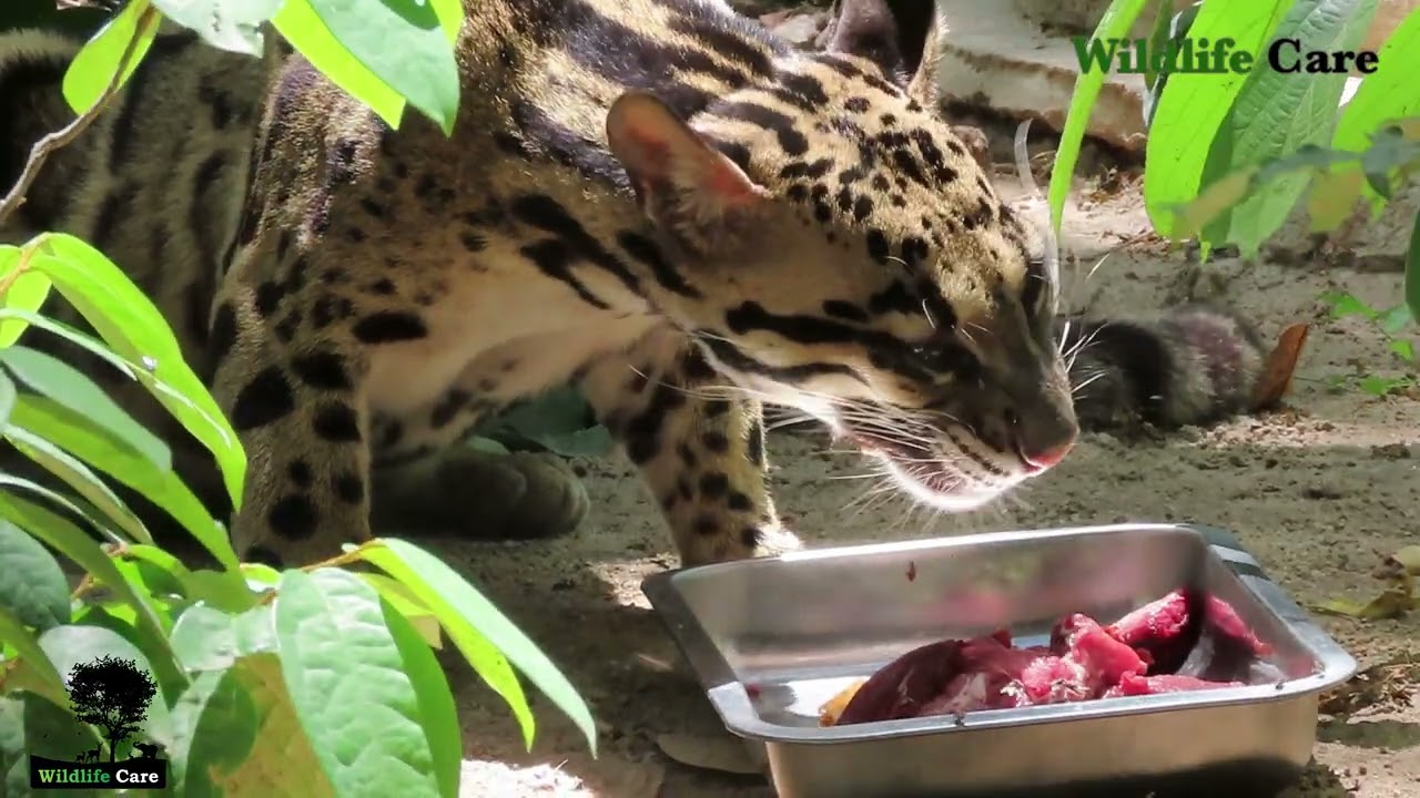 Cat Species _ Clouded Leopard Cats Are Eating Food | Wildlife_Care_0021