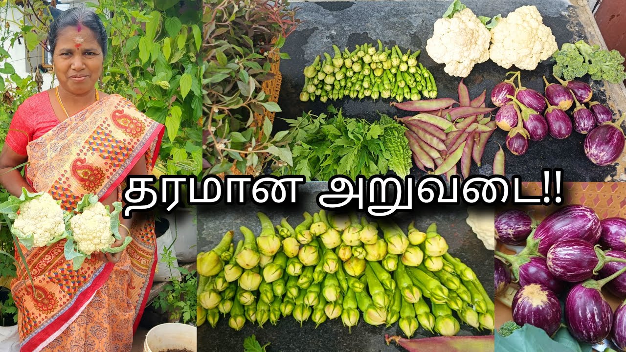 Intha Month Super Harvesting 🥰#trending #viralvideo #garden #gardening #terracegarden 