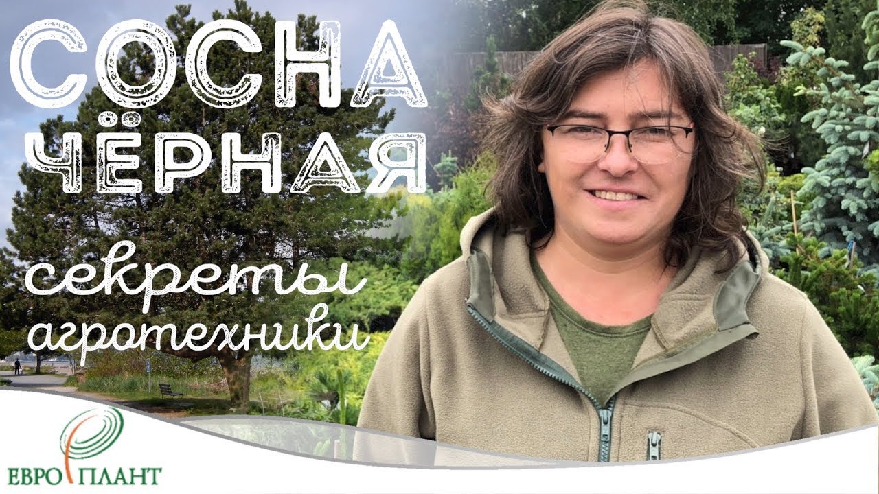 Сосна чёрная - Pinus nigra