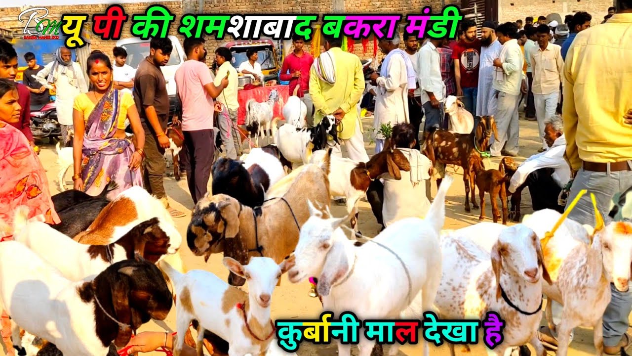 यू पी की शमशाबाद बकरा मंडी | goat farming | क़ुर्बानी का माल देखा है | agra shamshabad April 29 2025