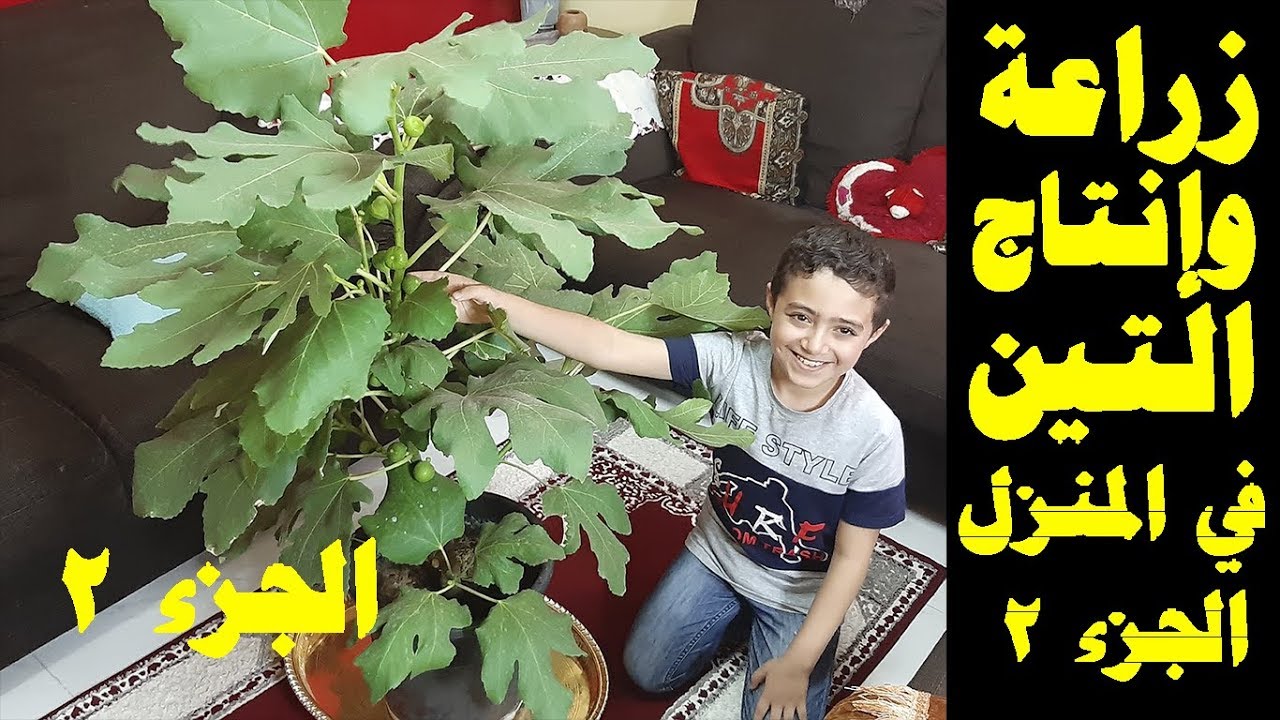 زراعة التين | زراعة اشجار التين | اسرار زراعة اشجار التين في المنزل