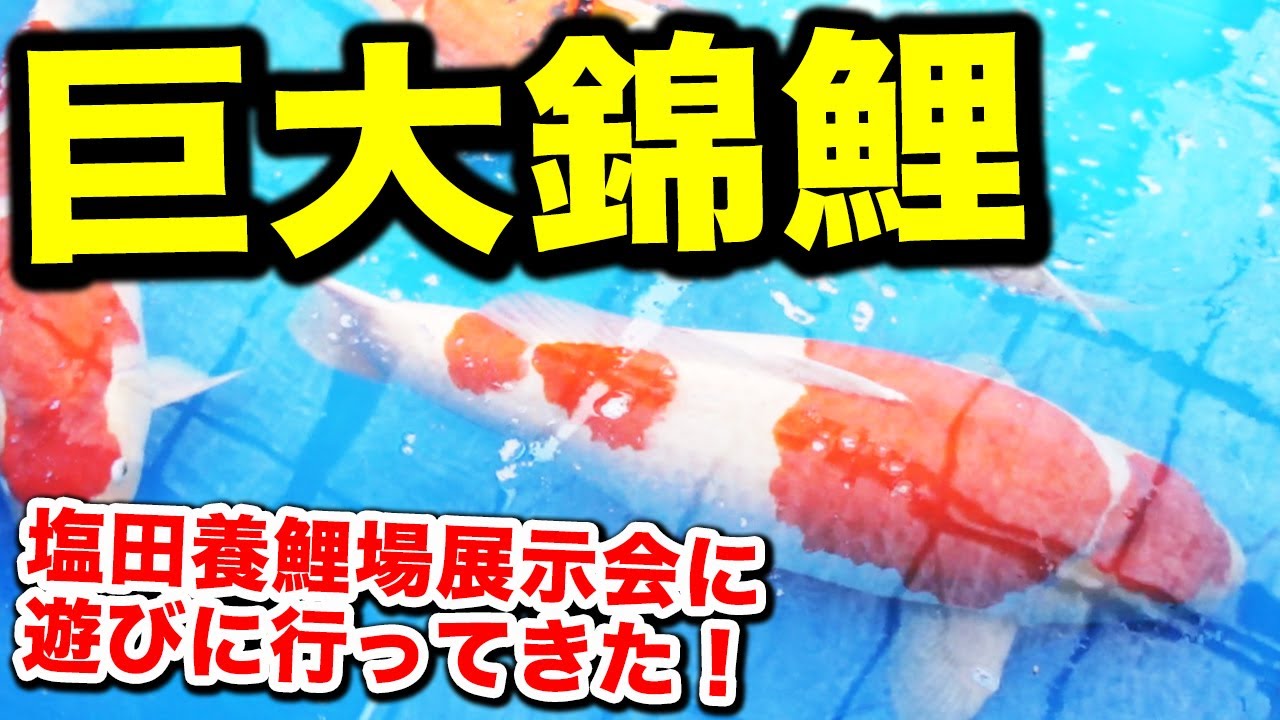 【錦鯉】塩田養鯉場の展示会の錦鯉がバカでかかった！様々な錦鯉を見てきた！