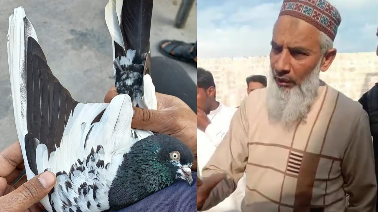 Ustad Saifullah Khan AF Bhalwal pigeons ka shoq karty h